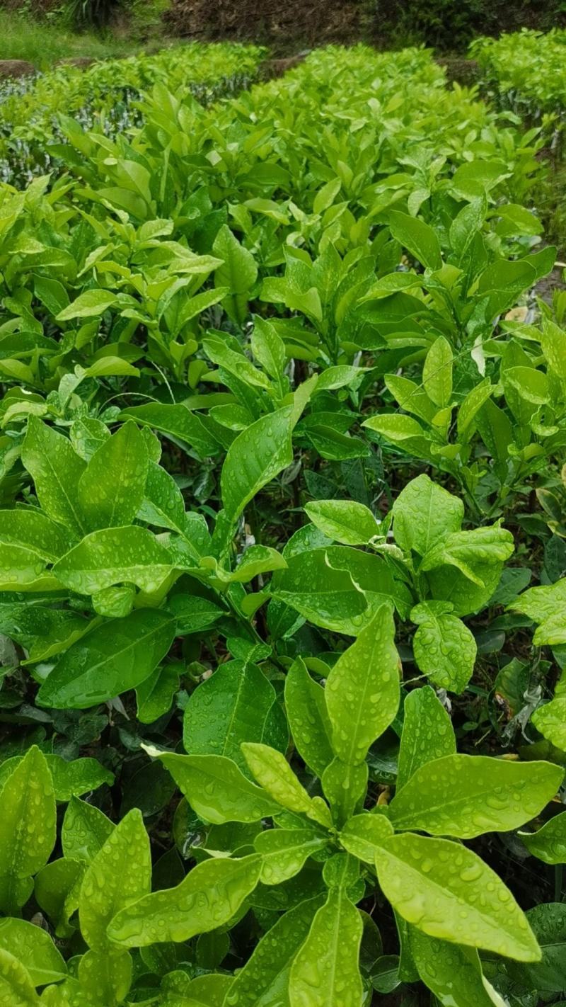 化州橘红苗正毛黄龙一号产量高