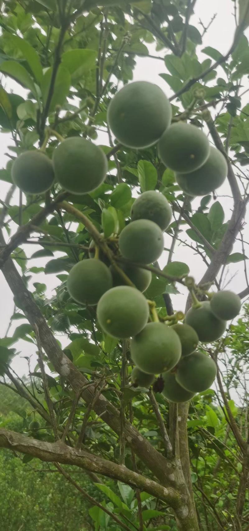 化州橘红苗正毛黄龙一号产量高