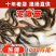 台湾泥鳅苗广东基地直发2-10公分生长快抗病强
