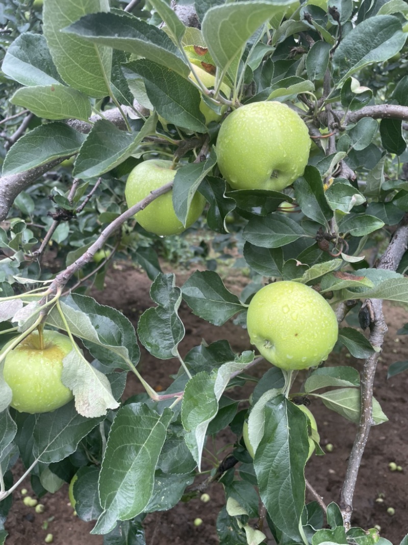 无中间商赚差价晨阳产地供应口感脆甜