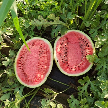 自家种植甜王西瓜。糖分14个无酸口六月二七号开园