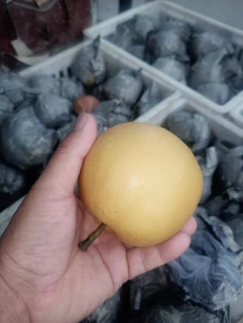 圆黄梨砀山水果基地圆黄梨大面积种植口感特别脆甜好吃