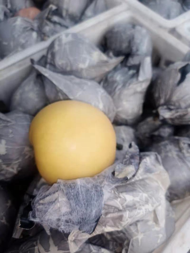 圆黄梨砀山水果基地圆黄梨大面积种植口感特别脆甜好吃