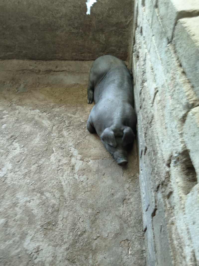 精品沂蒙黑猪，后备母猪，体型大，产仔多，欢迎新老客户