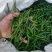 贵州青小米电商货源多多买菜供应产地直销
