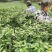 贵州青小米电商货源多多买菜供应产地直销