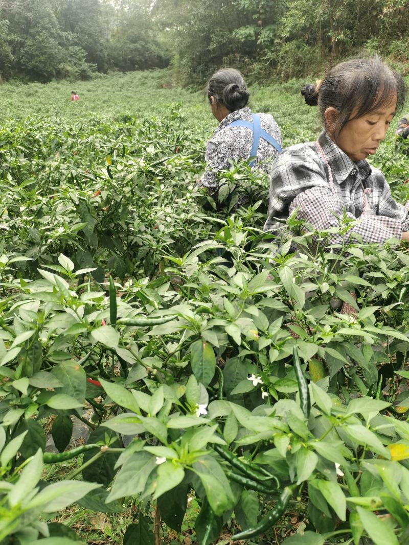 贵州青小米电商货源多多买菜供应产地直销