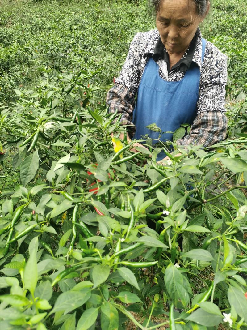 贵州青小米电商货源多多买菜供应产地直销
