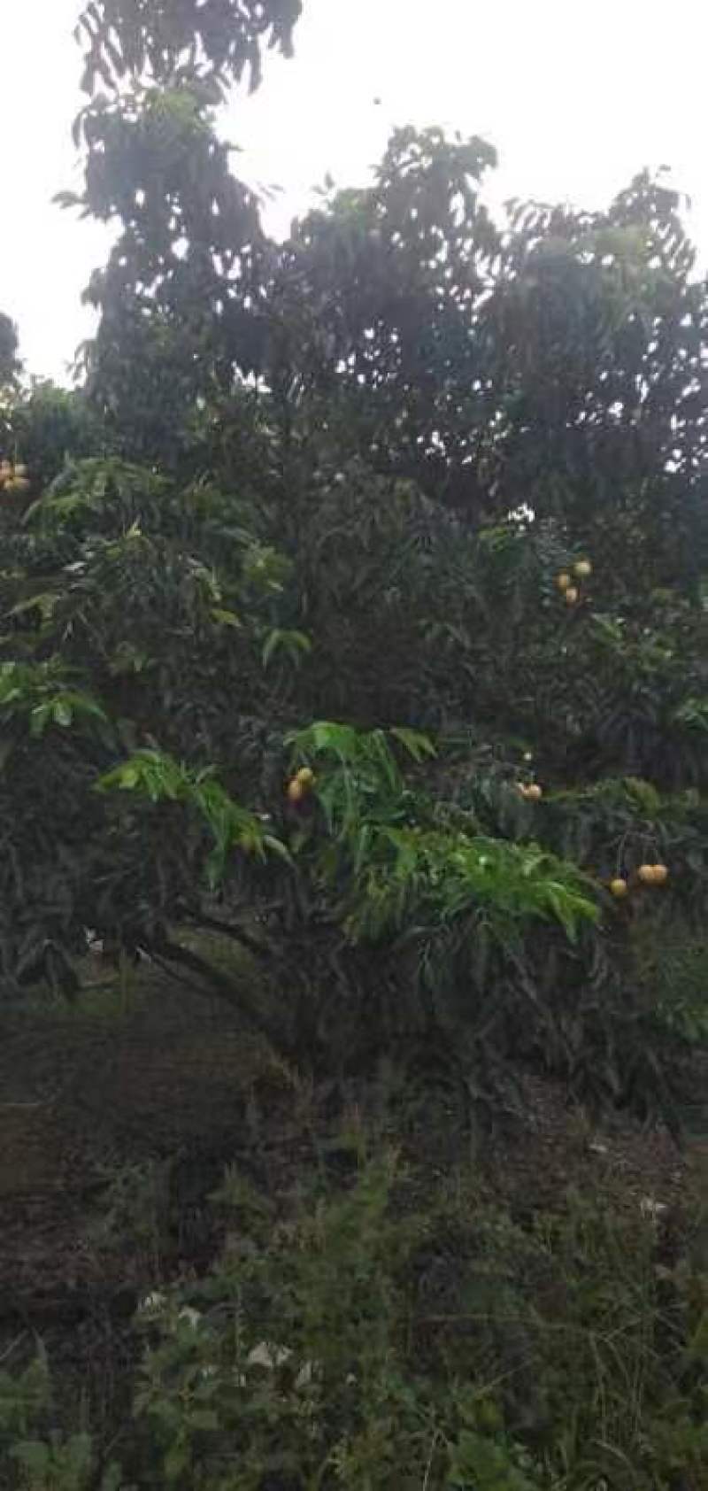 绿化苗木黄皮树