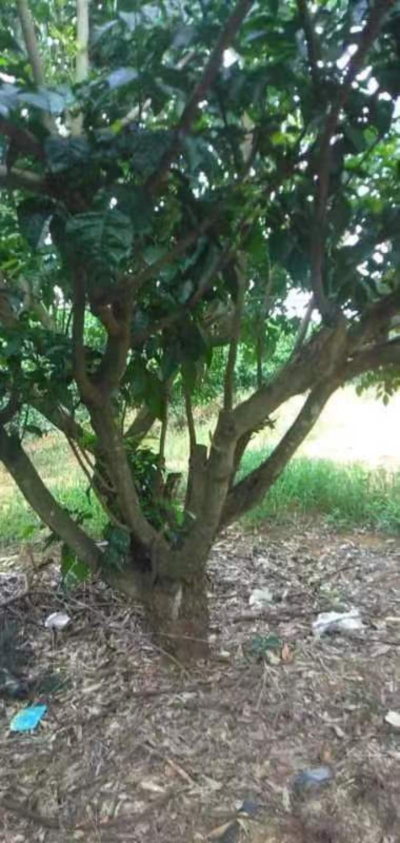 绿化苗木黄皮树