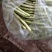 豆王，锅里变，白友谊等