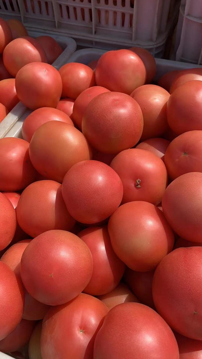 甘肃景泰硬粉西红柿对接美团多多河马平台质量保证