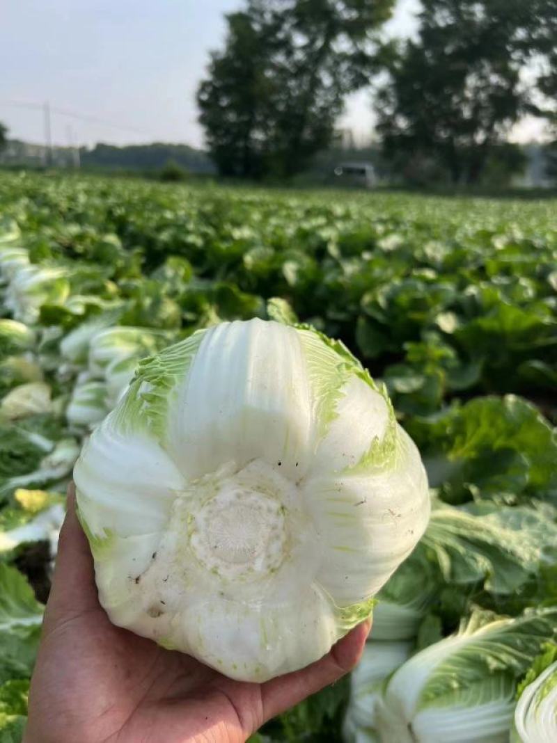 黄心白菜，玲珑黄，保质保量，商超品质，只做精品，全国发货