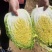 黄心白菜，玲珑黄，保质保量，商超品质，只做精品，全国发货