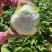 黄心白菜，玲珑黄，保质保量，商超品质，只做精品，全国发货