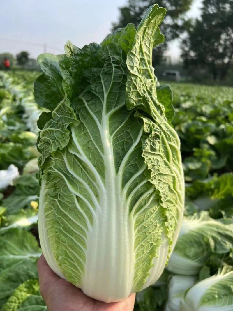 黄心白菜，玲珑黄，保质保量，商超品质，只做精品，全国发货
