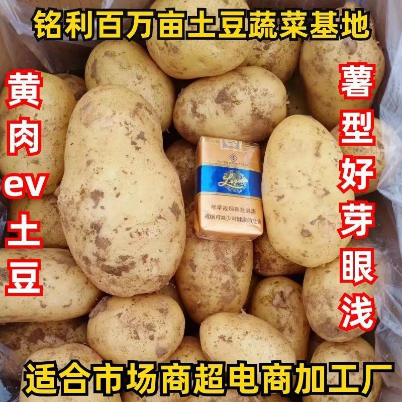 精品土豆:ev实验1号希森6号沃土五号v7雪川红白226