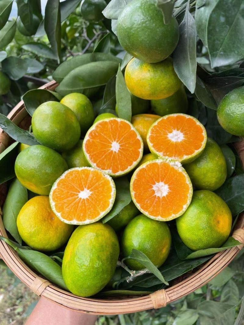 【精品货源】云南蜜橘现摘现发大量供应超市电商市场