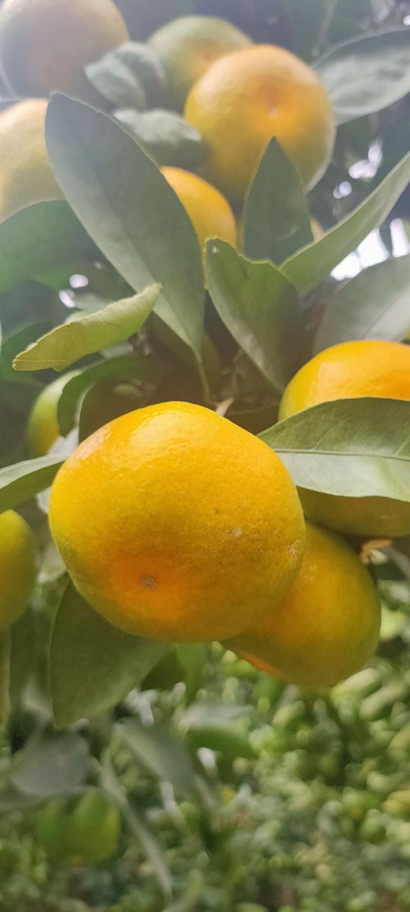【精品货源】云南蜜橘现摘现发大量供应超市电商市场
