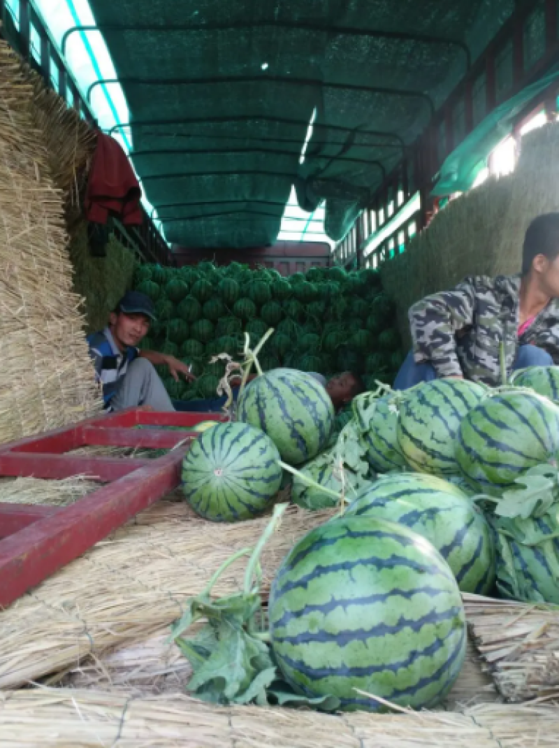 山东聊城京欣西瓜大量上市基地现摘现发一手货源品质上乘