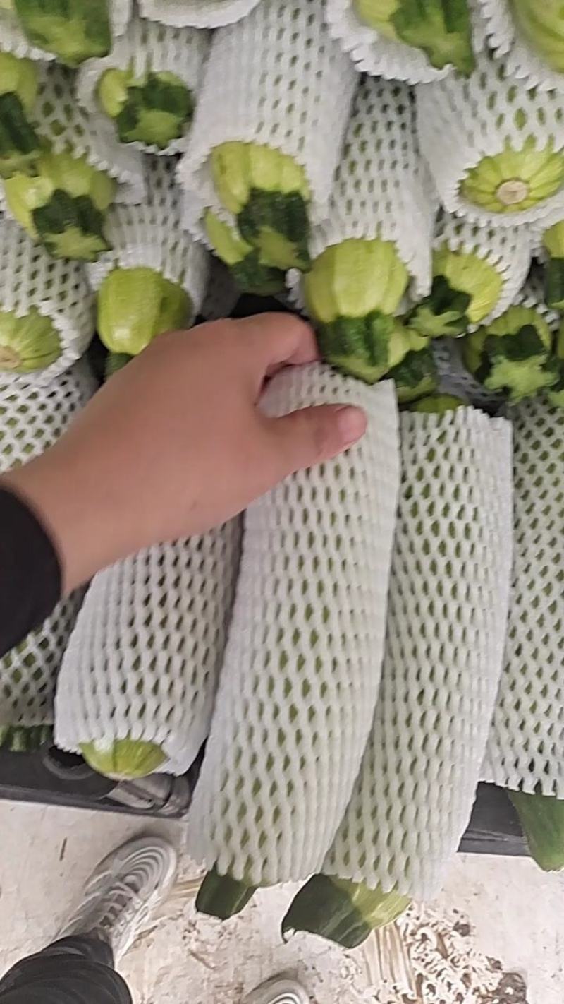 甘肃定西绿皮西葫芦