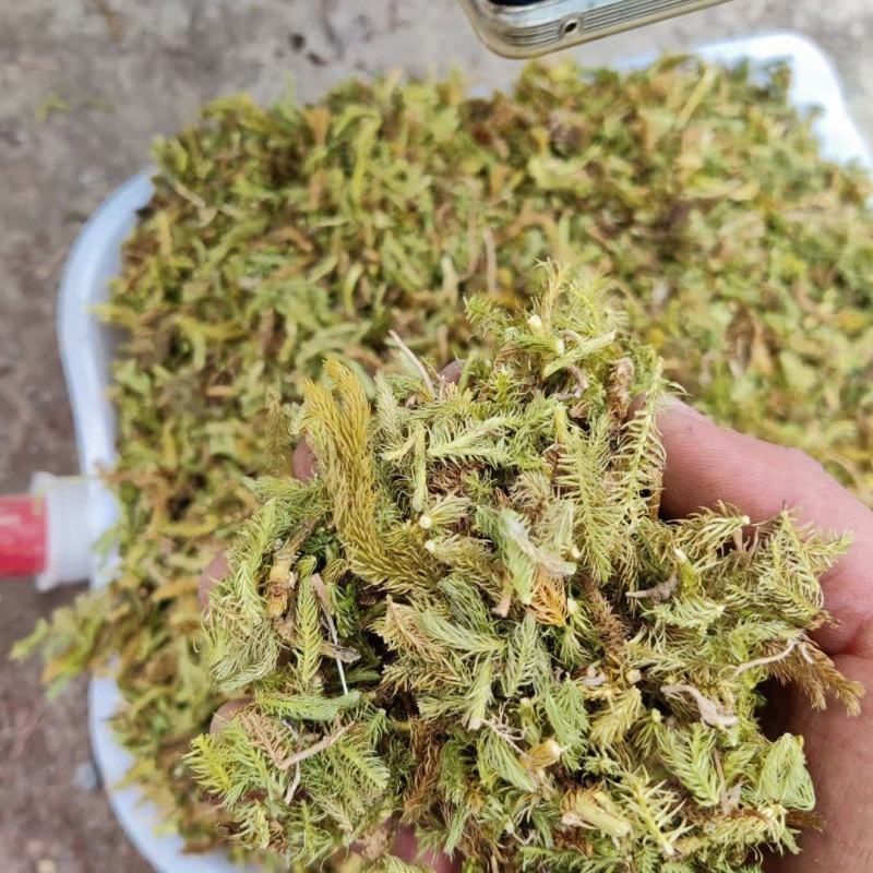 伸筋草8吨左右色青干货