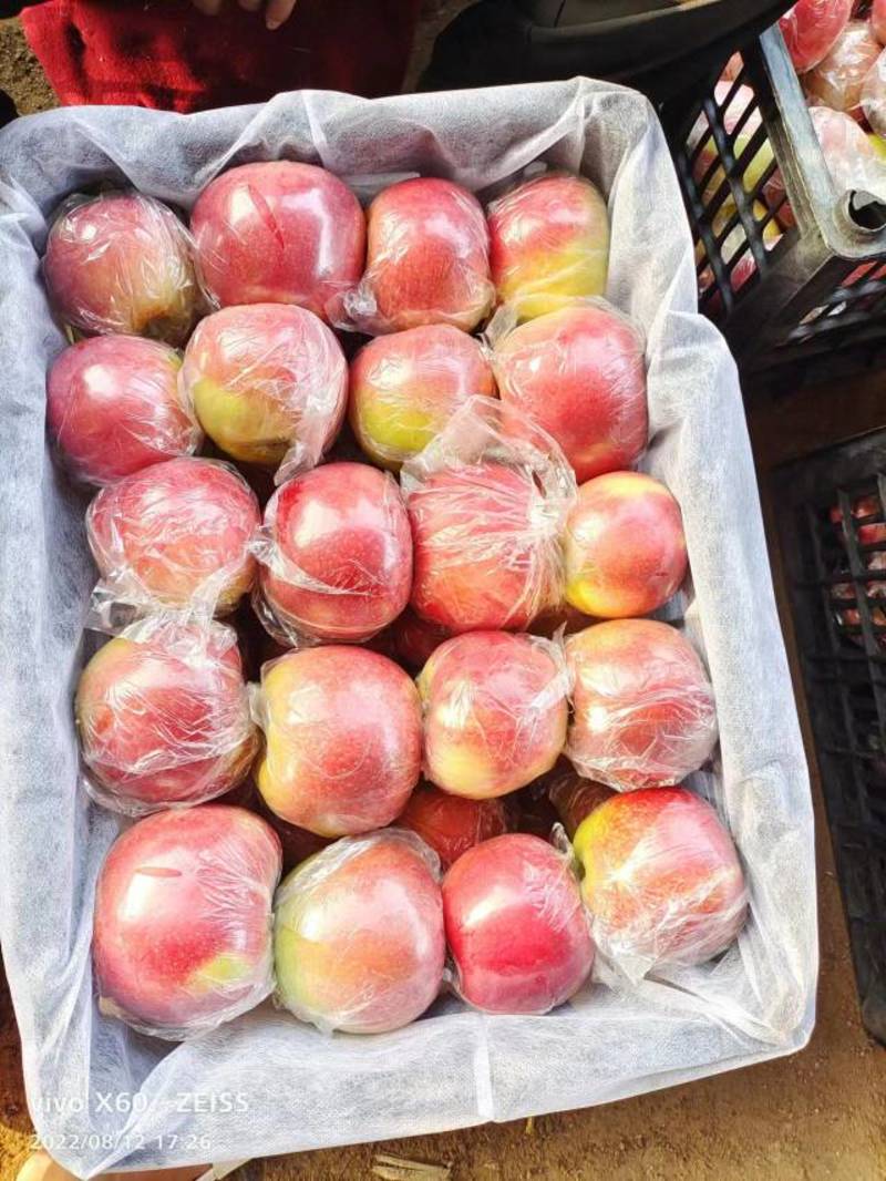 【精选】膜袋美八苹果产地直发对接市场商超欢迎咨询