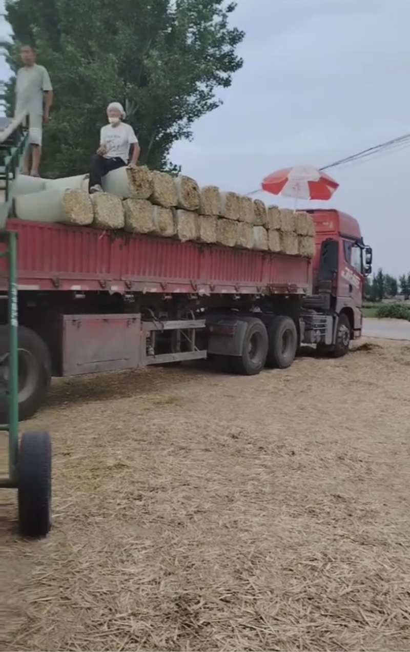 《推荐》新乡麦秸秆大量上市中！产地实发一手货源！！