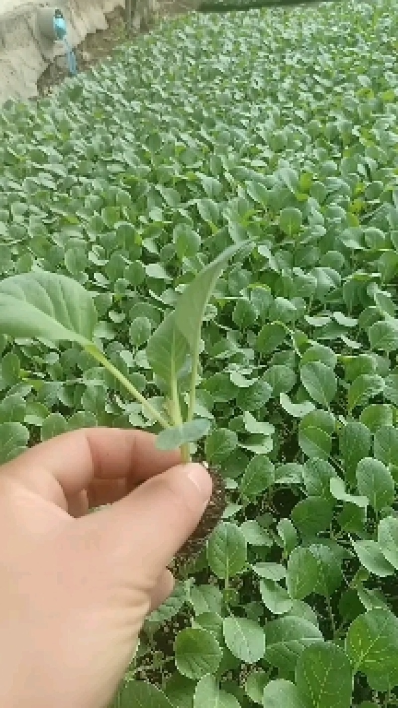 意大利生菜苗生菜苗甜脆意大利生菜苗生菜苗包回收