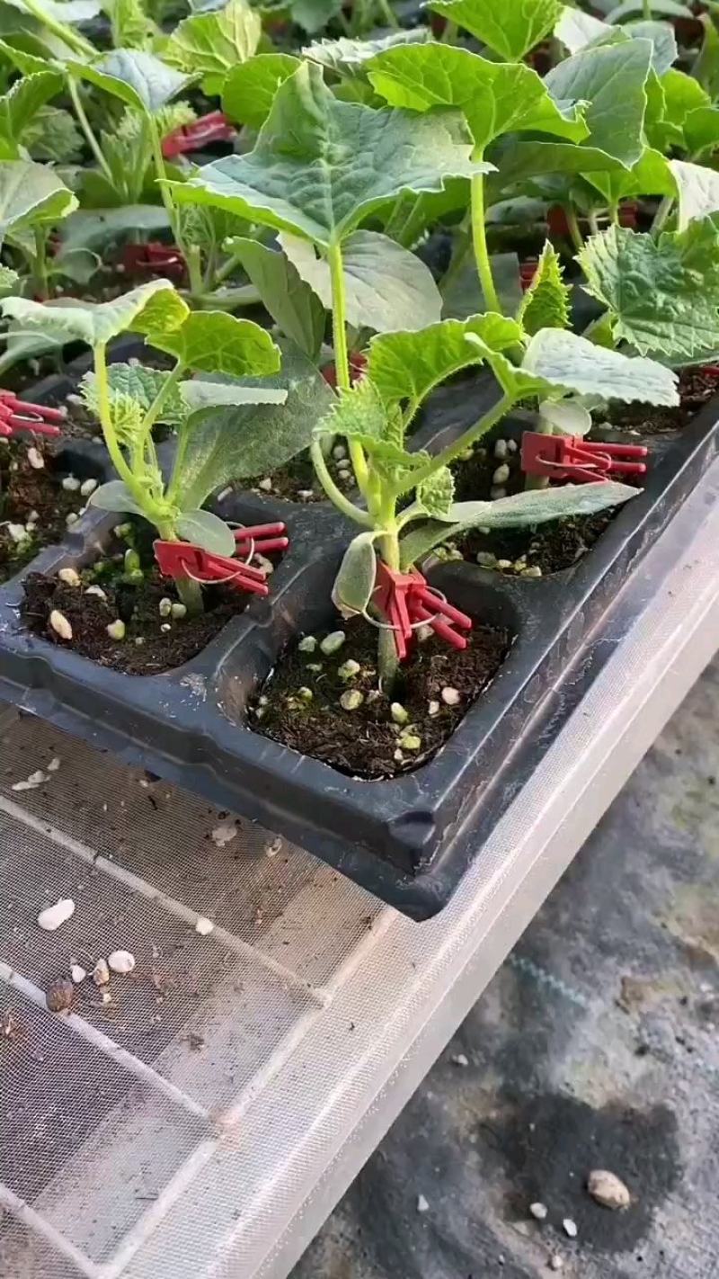 意大利生菜苗生菜苗甜脆意大利生菜苗生菜苗包回收