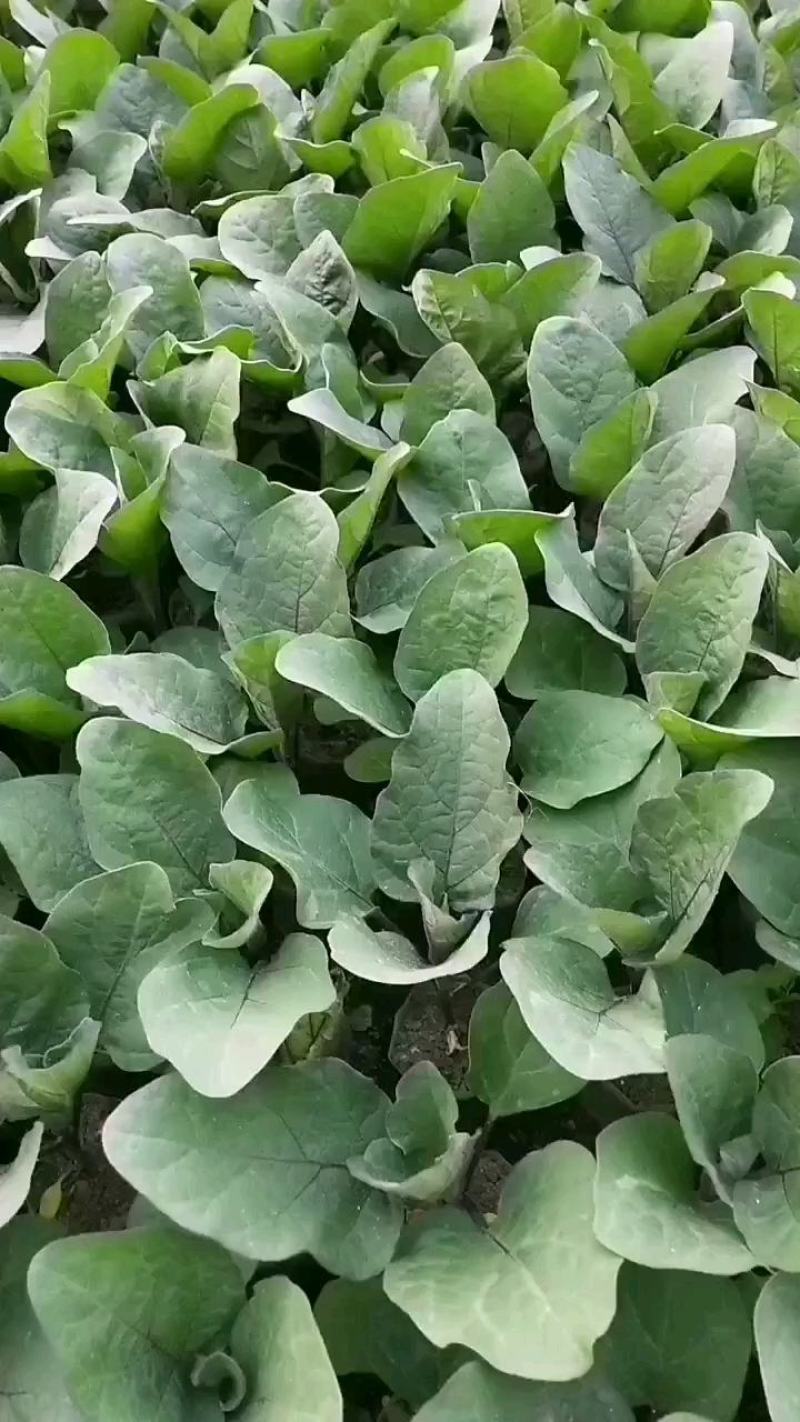 意大利生菜苗生菜苗甜脆意大利生菜苗生菜苗包回收