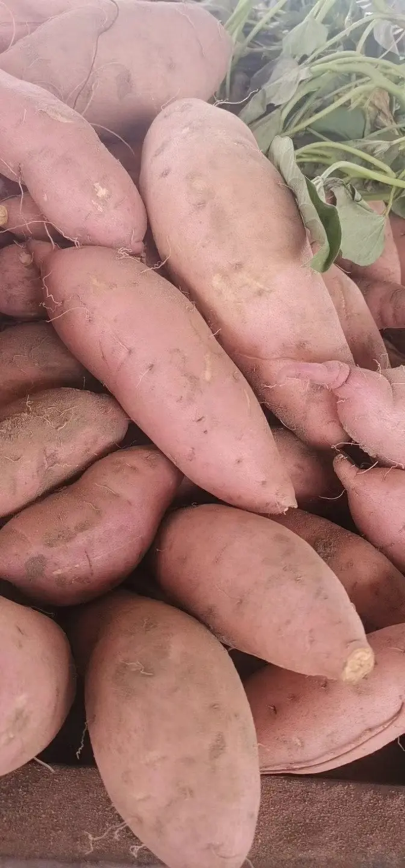 龙九开封龙薯九号红薯开始供应沙地红薯承接商超社团