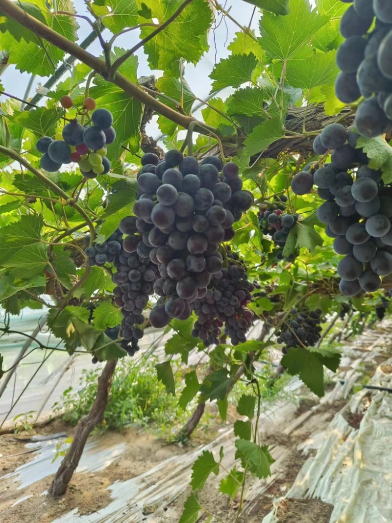 昌平头茬玫瑰香葡萄提子