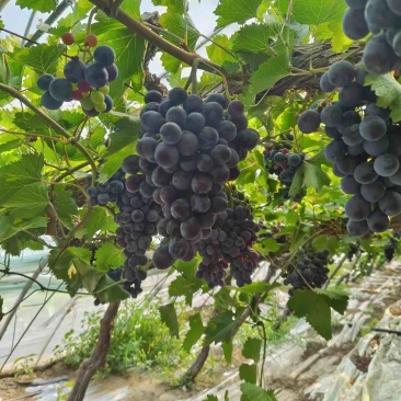 昌平头茬玫瑰香葡萄提子