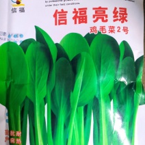 信福亮绿鸡毛菜种子高产抗病耐热