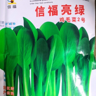 信福亮绿鸡毛菜种子高产抗病耐热