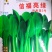 信福亮绿鸡毛菜种子高产抗病耐热