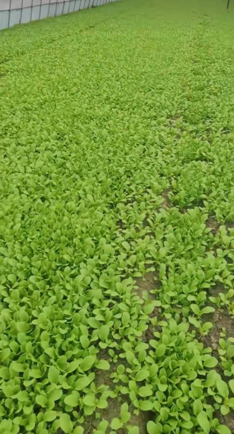 信福亮绿鸡毛菜种子高产抗病耐热