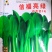 信福亮绿鸡毛菜种子高产抗病耐热