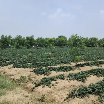 【牛商推荐】长丰优质红颜草莓苗基地现货直发欢迎致电订购