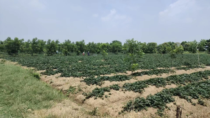 【牛商推荐】长丰优质红颜草莓苗基地现货直发欢迎致电订购