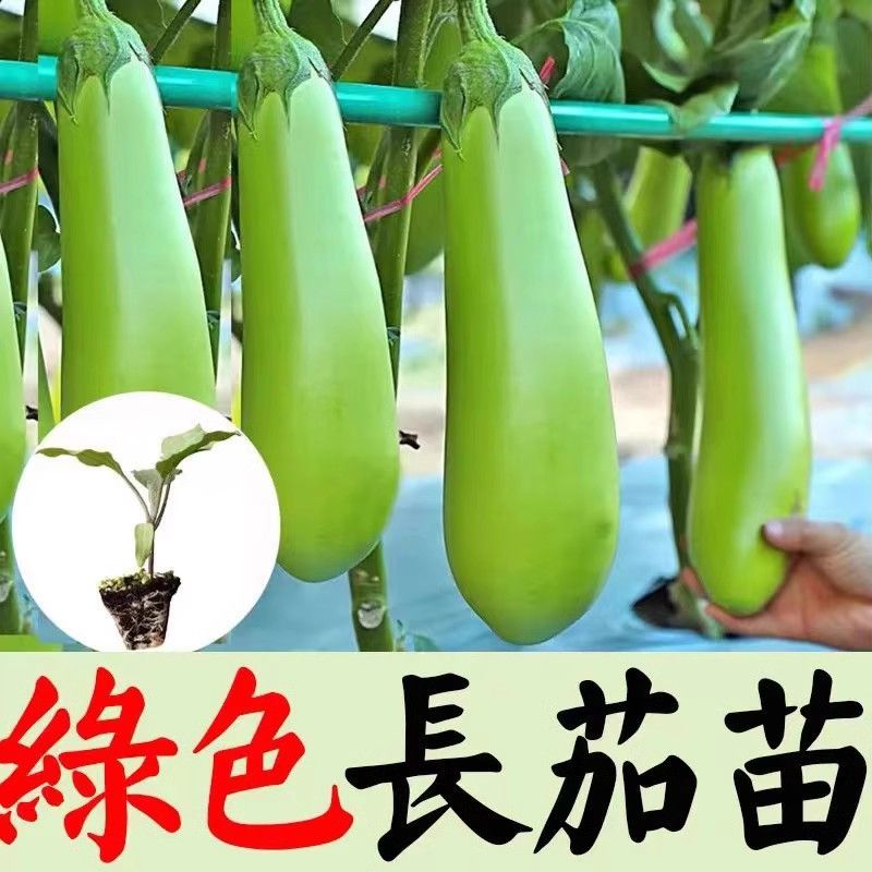青茄子苗绿茄子苗绿冠茄子苗绿长茄子苗绿灯泡茄子苗包回收