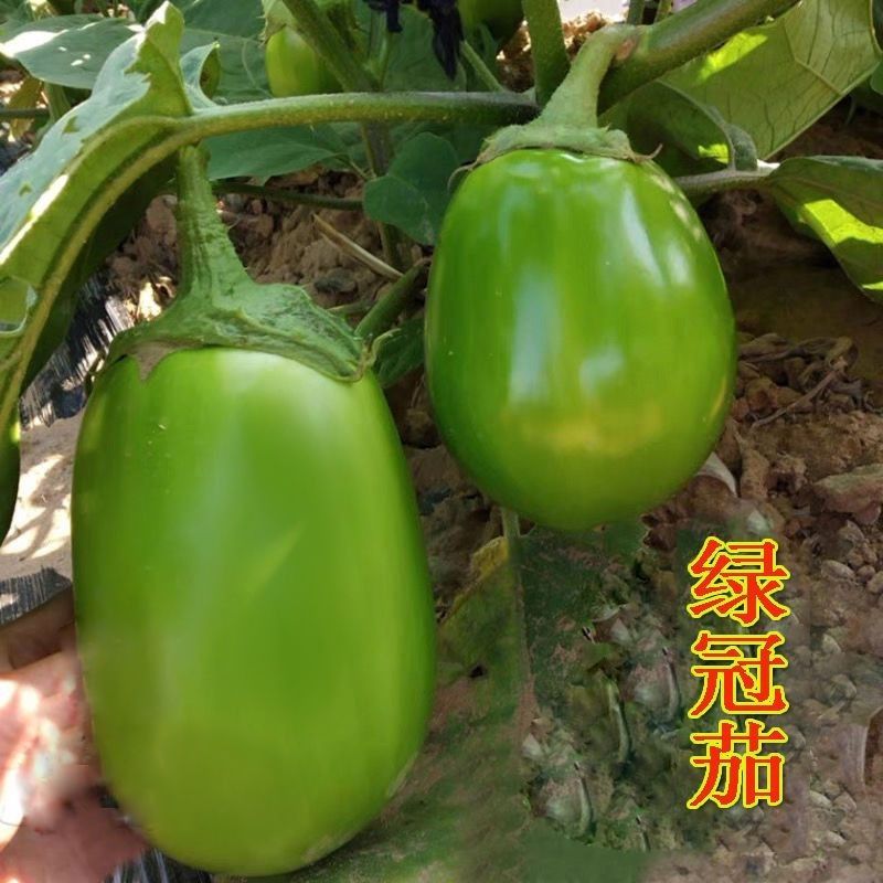 青茄子苗绿茄子苗绿冠茄子苗绿长茄子苗绿灯泡茄子苗包回收