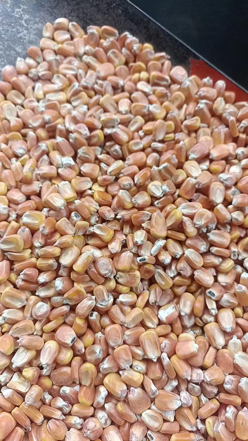 玉米，新疆优质干玉米粒，一等玉米，量大从优，产地直供
