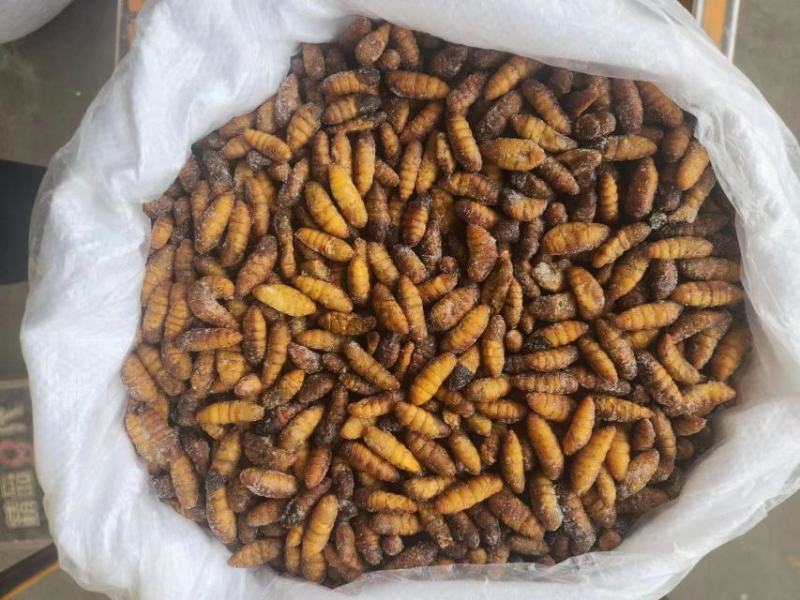 C级金丝蚕蛹干蛹茧蛹鲜蚕蛹常年批发零售黑头无味