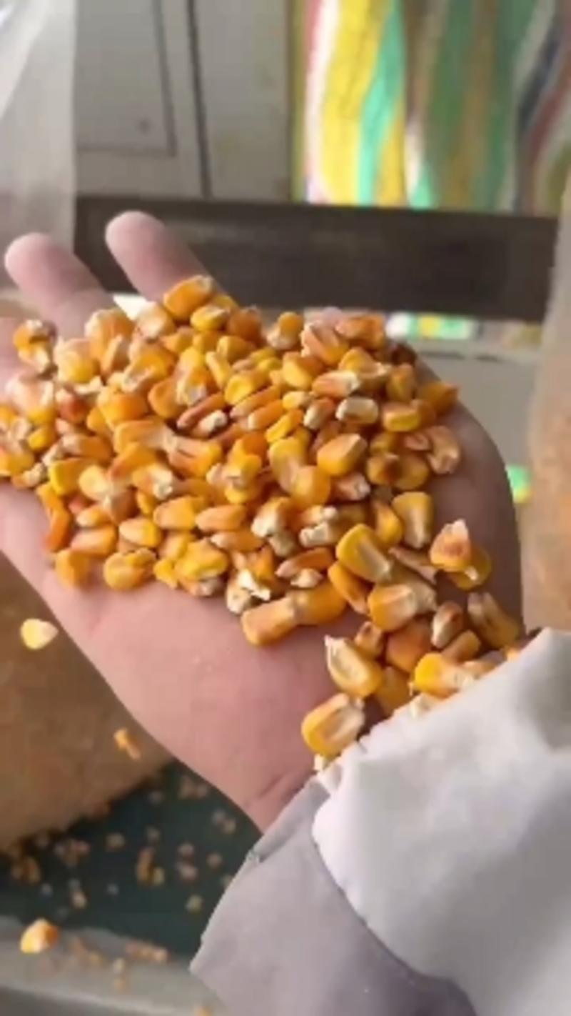 胶质玉米，新疆一等玉米，颗粒大，水分足，量大从优