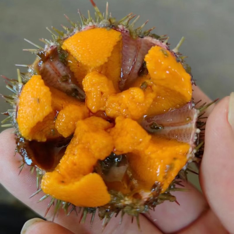 马粪蛋，海胆