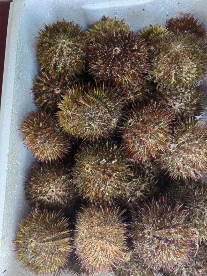 马粪蛋，海胆