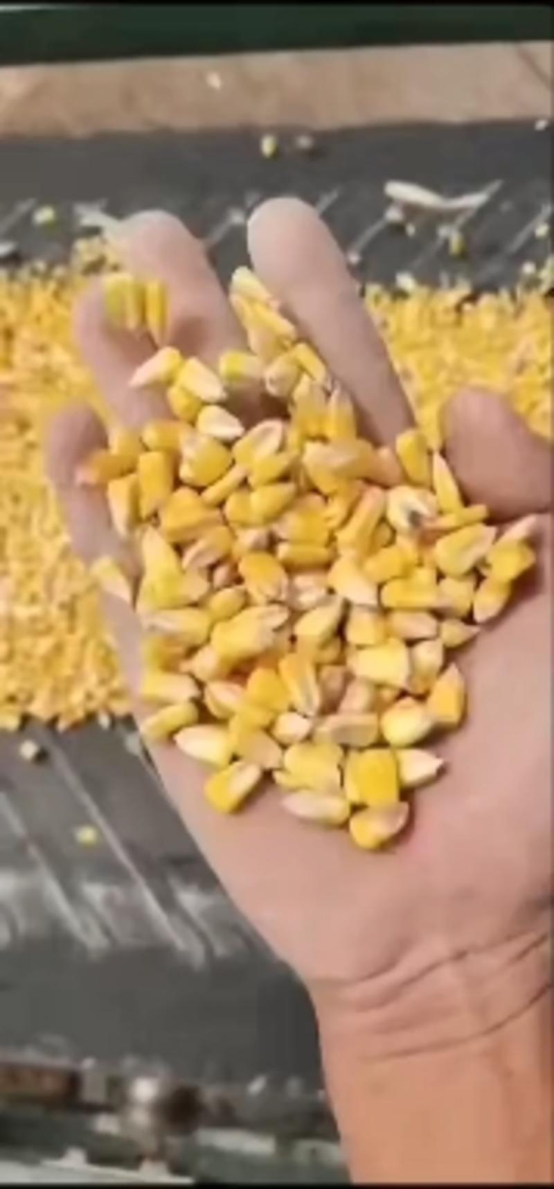 胶质玉米，优质干玉米，量大从优，供货充足，