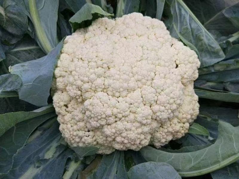 甘蓝苗松软黄芯口感好产量高抗病强苗厂直发品质保证